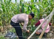 Polisi Cinta Petani: Polsek Tambusai Utara Kawal Perkembangan Jagung Monokultur di Mekar Jaya