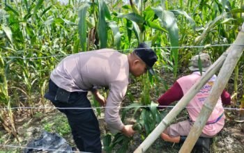 Polisi Cinta Petani: Polsek Tambusai Utara Kawal Perkembangan Jagung Monokultur di Mekar Jaya