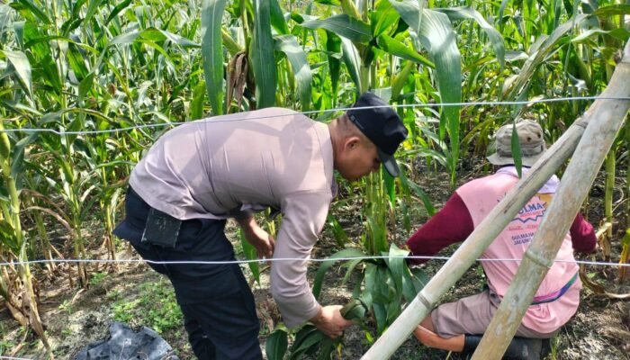 Polisi Cinta Petani: Polsek Tambusai Utara Kawal Perkembangan Jagung Monokultur di Mekar Jaya