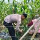 Polisi Cinta Petani: Polsek Tambusai Utara Kawal Perkembangan Jagung Monokultur di Mekar Jaya