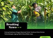 Dukung Ketahanan Pangan Nasional, Polsek Tambusai Utara Pantau Perkembangan Jagung Pipil di Desa Mekar Jaya