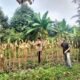Mengawal Program Ketahanan Pangan, Polsek Tambusai Utara Pantau Jagung Monokultur di Mekar Jaya Jelang Panen