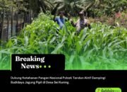 Dukung Ketahanan Pangan Nasional, Polsek Tandun Aktif Dampingi Budidaya Jagung Pipil di Desa Sei Kuning