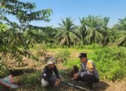 Polsek Kabun Kawal Progres Lahan Jagung Batulangkah Besar, Perkuat Implementasi Ketahanan Pangan Berbasis Desa