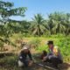 Polsek Kabun Kawal Progres Lahan Jagung Batulangkah Besar, Perkuat Implementasi Ketahanan Pangan Berbasis Desa