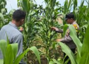 Polsek Tandun Tegaskan Kepedulian Kepada Petani Desa Tapung Jaya Melalui Gerakan “Polisi Cinta Petani”