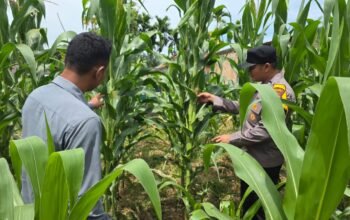 Polsek Tandun Tegaskan Kepedulian Kepada Petani Desa Tapung Jaya Melalui Gerakan “Polisi Cinta Petani”