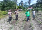 Polisi Cinta Petani, Polsek Kunto Darussalam Kawal Pertumbuhan Jagung Hibrida di Pasir Luhur