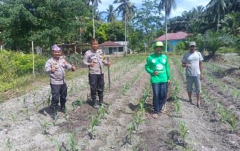 Polisi Cinta Petani, Polsek Kunto Darussalam Kawal Pertumbuhan Jagung Hibrida di Pasir Luhur