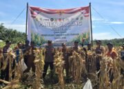 Sukses Panen 1,5 Ton Jagung, Polsek Bonai Darussalam Pertegas Komitmen Ketahanan Pangan