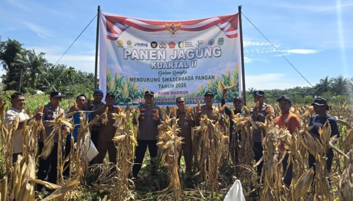 Sukses Panen 1,5 Ton Jagung, Polsek Bonai Darussalam Pertegas Komitmen Ketahanan Pangan
