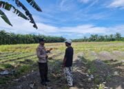 Ketahanan Pangan Berbasis Desa, Polsek Tambusai Utara Dukung Pengembangan Lahan Jagung di Simpang Harapan