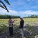 Ketahanan Pangan Berbasis Desa, Polsek Tambusai Utara Dukung Pengembangan Lahan Jagung di Simpang Harapan