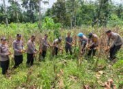 Polsek Rambah Monitoring Perkembangan Tanaman Jagung tang akan di Panen di Desa Kaiti dalam Rangka Swasembada Pangan