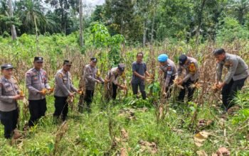 Polsek Rambah Monitoring Perkembangan Tanaman Jagung tang akan di Panen di Desa Kaiti dalam Rangka Swasembada Pangan