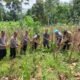 Polsek Rambah Monitoring Perkembangan Tanaman Jagung tang akan di Panen di Desa Kaiti dalam Rangka Swasembada Pangan