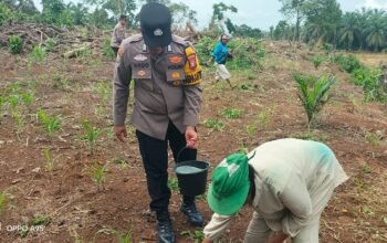 Polsek Tandun Intensif Kawal Budidaya Jagung Pipil, Dukung Percepatan Swasembada Pangan Nasional