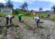 Polisi Cinta Petani: Polsek Kunto Darussalam Perkuat Pendampingan Jagung Hibrida di pasir Luhur