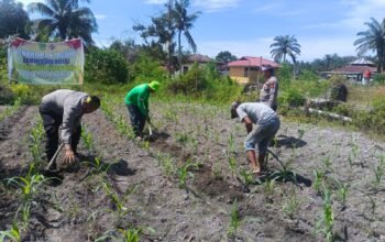Polisi Cinta Petani: Polsek Kunto Darussalam Perkuat Pendampingan Jagung Hibrida di pasir Luhur