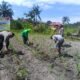 Polisi Cinta Petani: Polsek Kunto Darussalam Perkuat Pendampingan Jagung Hibrida di pasir Luhur