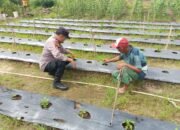 Polres Dumai Dorong Produksi Pangan Lokal, Pembibitan Cabe Merah di Teluk Makmur Dipantau Langsung