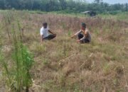 Sinergi Polsek Tambusai Utara Dukung Pengembangan Jagung Monokultur untuk Perkuat Swasembada Pangan Daerah