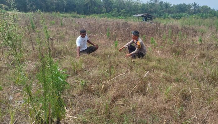 Sinergi Polsek Tambusai Utara Dukung Pengembangan Jagung Monokultur untuk Perkuat Swasembada Pangan Daerah
