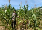 Perkuat Ketersediaan Pangan untuk Ketahanan Pangan Nasional, Polsek Rambah Hilir Pantau Perkembangan Jagung Hibrida Masyarakat