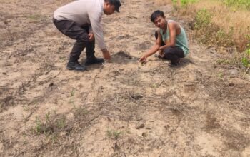Polri Perkuat Ketersediaan Pangan Nasional, Polsek Rokan IV Koto Intensif Pantau Perkembangan Jagung Desa Lubuk Bendahara