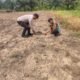 Polri Perkuat Ketersediaan Pangan Nasional, Polsek Rokan IV Koto Intensif Pantau Perkembangan Jagung Desa Lubuk Bendahara