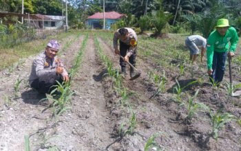 Polri Kawal Stabilitas Pangan dari Desa, Polsek Kunto Darussalam Perkuat Ketahanan Pangan Nasional melalui Budidaya Jagung Hibrida