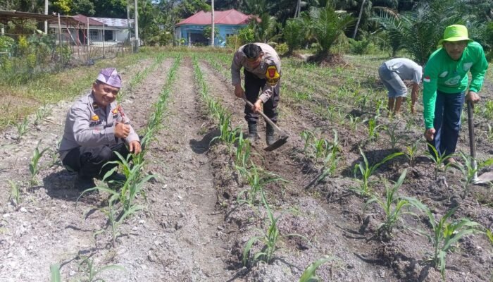 Polri Kawal Stabilitas Pangan dari Desa, Polsek Kunto Darussalam Perkuat Ketahanan Pangan Nasional melalui Budidaya Jagung Hibrida