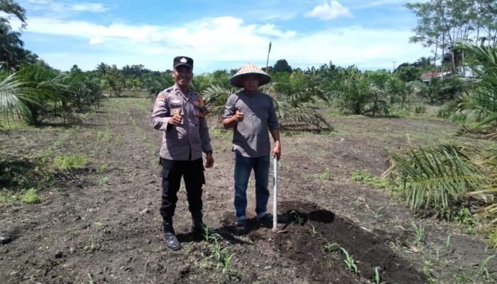 Polsek Tambusai Utara Gerakkan Sistem Pendukung Petani Guna Wujudkan Swasembada Pangan