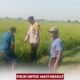 Bhabinkamtibmas Klagen Bangun Kedekatan dengan Petani Lewat Sambang Persawahan
