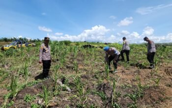 Polsek Rambah Kawal Program Swasembada Pangan Nasional, Cek Lahan Jagung di Desa Tanjung Belit