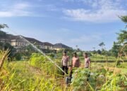 Polres Rokan Hulu Intensif Rawat Jagung Hibrida di Musim Kemarau, Dukung Ketahanan Pangan Nasional