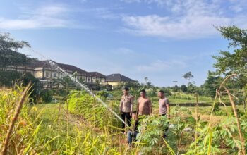 Polres Rokan Hulu Intensif Rawat Jagung Hibrida di Musim Kemarau, Dukung Ketahanan Pangan Nasional