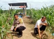 Penguatan Swasembada Pangan Nasional, Polsek Kabun Pantau Tanaman Jagung BUMDes Aliantan