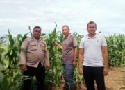 Penguatan Swasembada Pangan Nasional, Polsek Kabun Pantau Tanaman Jagung BUMDes Aliantan