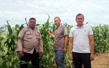 Penguatan Swasembada Pangan Nasional, Polsek Kabun Pantau Tanaman Jagung BUMDes Aliantan