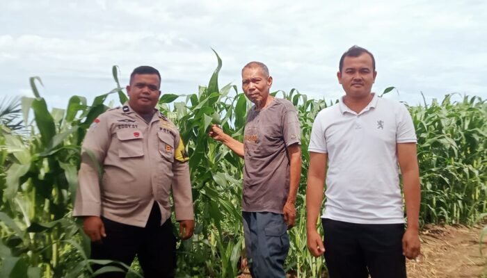 Penguatan Swasembada Pangan Nasional, Polsek Kabun Pantau Tanaman Jagung BUMDes Aliantan