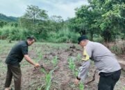 Polsek Rokan IV Koto Tingkatkan Dukungan Sarana dan Prasarana Pertanian untuk Percepatan Swasembada Pangan