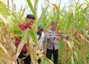 Polsek Kabun Gencarkan Pendampingan dan Monitoring Pertanian di Desa Batulangkah Besar, Dorong Ketahanan Pangan Nasional