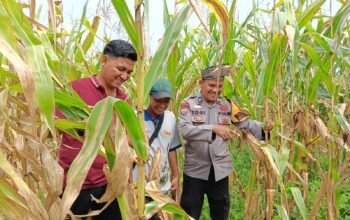 Polsek Kabun Gencarkan Pendampingan dan Monitoring Pertanian di Desa Batulangkah Besar, Dorong Ketahanan Pangan Nasional