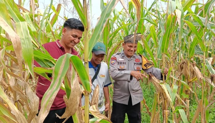 Polsek Kabun Gencarkan Pendampingan dan Monitoring Pertanian di Desa Batulangkah Besar, Dorong Ketahanan Pangan Nasional