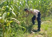 Dukung Ketahanan Pangan, Polres Rokan Hulu Pastikan Jagung Hibrida Tumbuh Optimal Jelang Panen