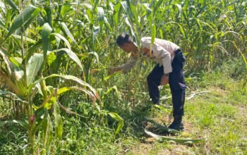 Dukung Ketahanan Pangan, Polres Rokan Hulu Pastikan Jagung Hibrida Tumbuh Optimal Jelang Panen