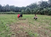 Polsek Rokan IV Koto Perkuat Sektor Hulu Pertanian, Dukung Ketahanan Pangan Nasional Melalui Pemantauan Tanaman Jagung