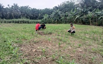 Polsek Rokan IV Koto Perkuat Sektor Hulu Pertanian, Dukung Ketahanan Pangan Nasional Melalui Pemantauan Tanaman Jagung