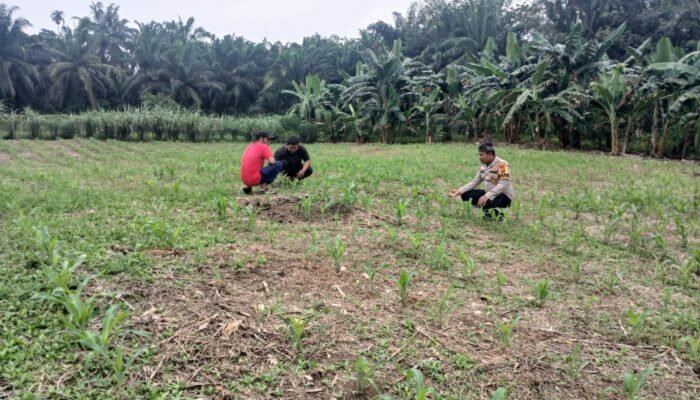 Polsek Rokan IV Koto Perkuat Sektor Hulu Pertanian, Dukung Ketahanan Pangan Nasional Melalui Pemantauan Tanaman Jagung